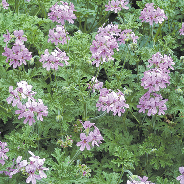 rose geranium seeds for sale Rose Scented Geranium ‘True Rose’ For Sale – Logee's Plants