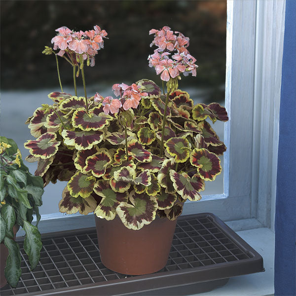 indoor geranium plants for sale Geranium ‘Mrs. Cox’ For Sale – Logee's Plants