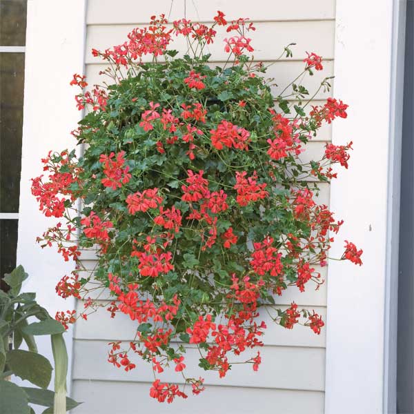 indoor geranium plants for sale Geranium peltatum 'Red' | Flower Plants