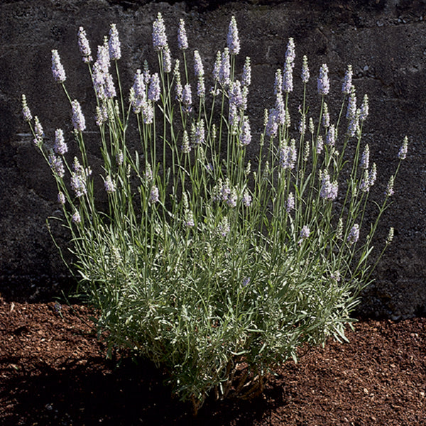 large lavender plants for sale near me Lavandula 'Provence' (English Lavender)