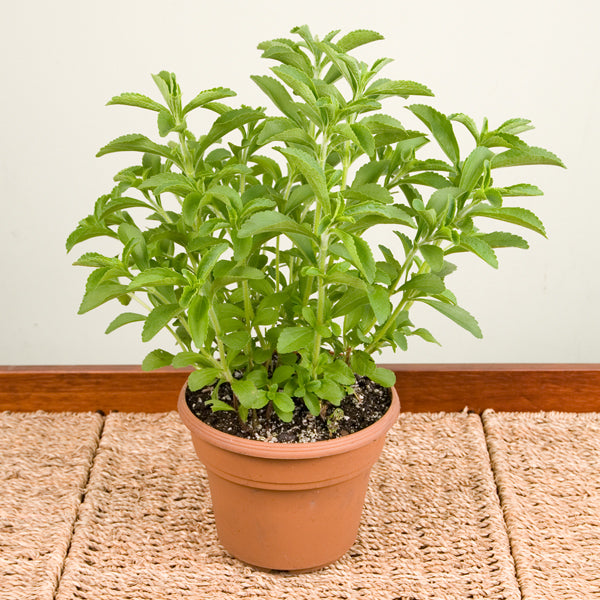 stevia plant care indoors Sweetleaf Stevia Plant For Sale – Logee's Plants