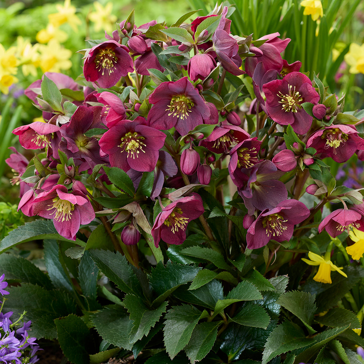 helleborus indoor plant Helleborus 'Spring Sparkle Red' PPAF (Helleborus hybrid) – Logee's Plants