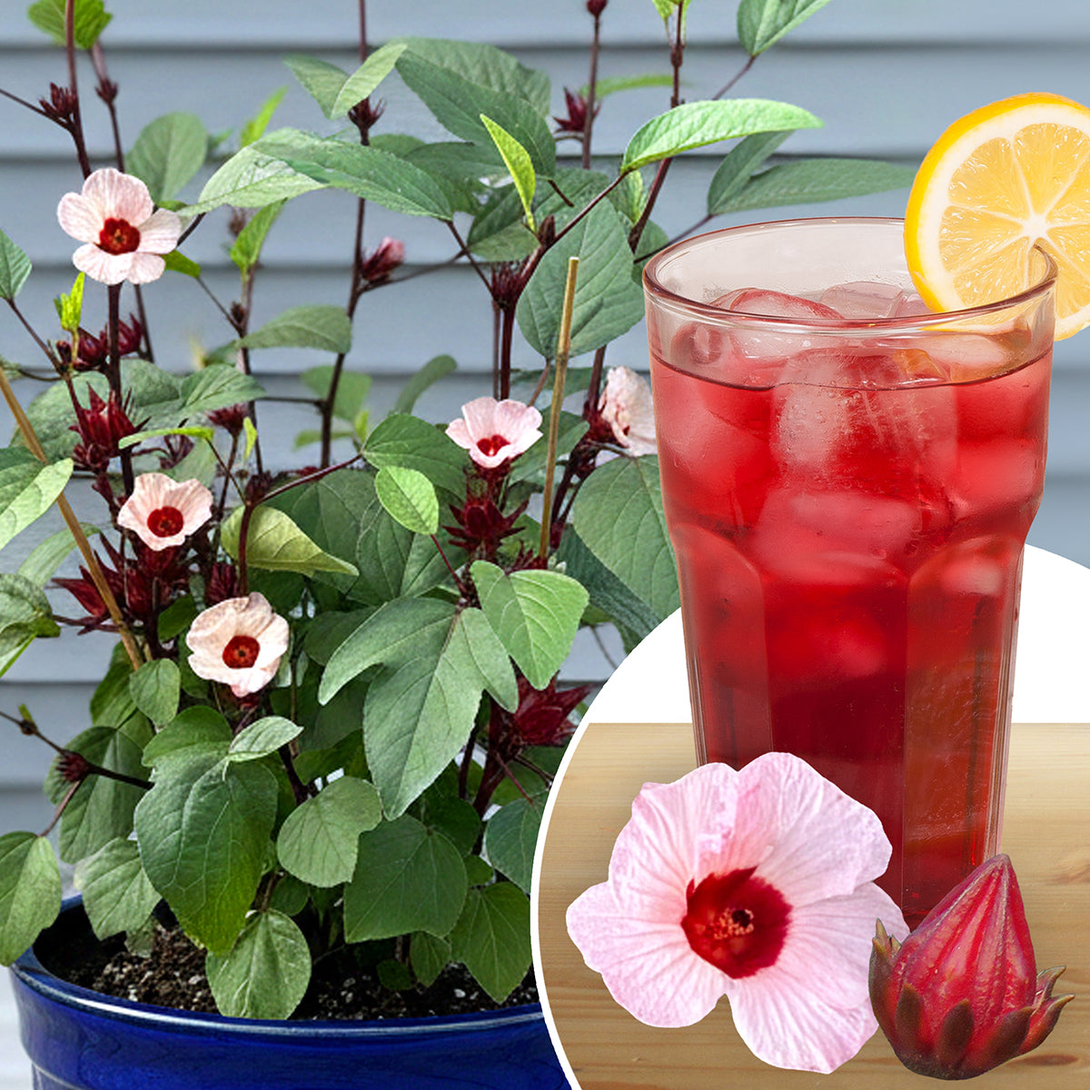 indoor hibiscus plant for sale Roselle Jamaican Hibiscus Tea Plant For Sale – Logee's Plants