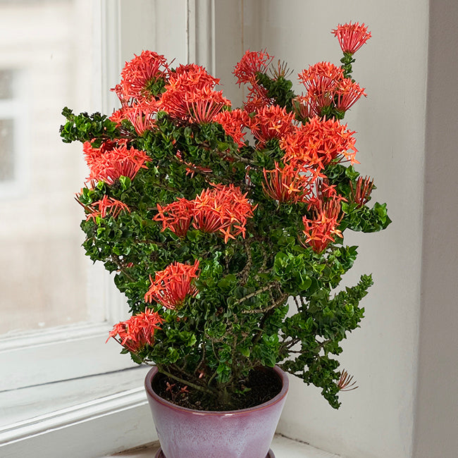 ixora plant in pot Ixora ‘Siam Ribbon’ For Sale – Logee's Plants