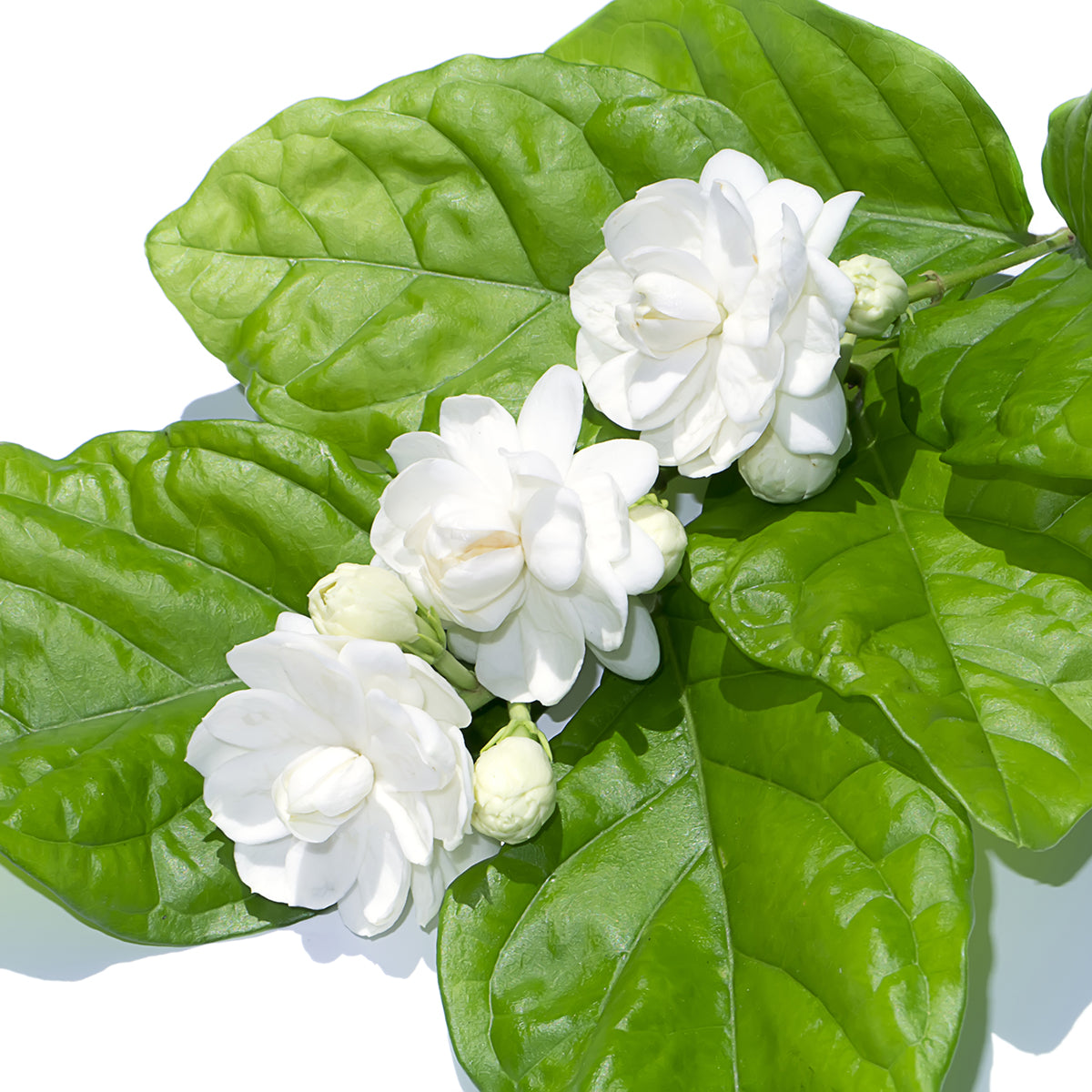 Jasmine 'Mysore Mulli' for Sale – Logee's Plants