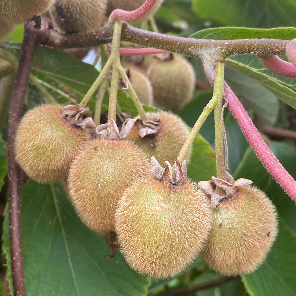 self fertile kiwi plants Kiwi Vine ‘Jenny’ For Sale – Logee's Plants