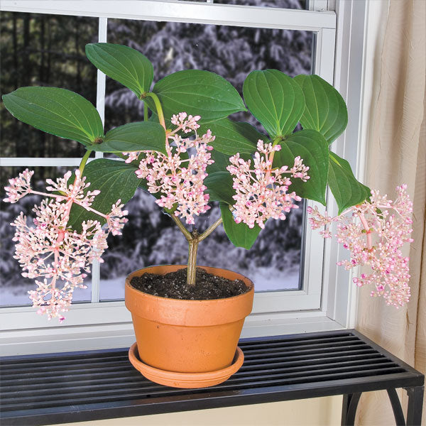 orchid house plant Malaysian Orchid For Sale – Logee's Plants