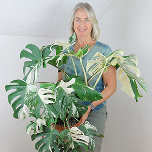 Laurelynn_variegated_monstera_crop_sm2 (history)
