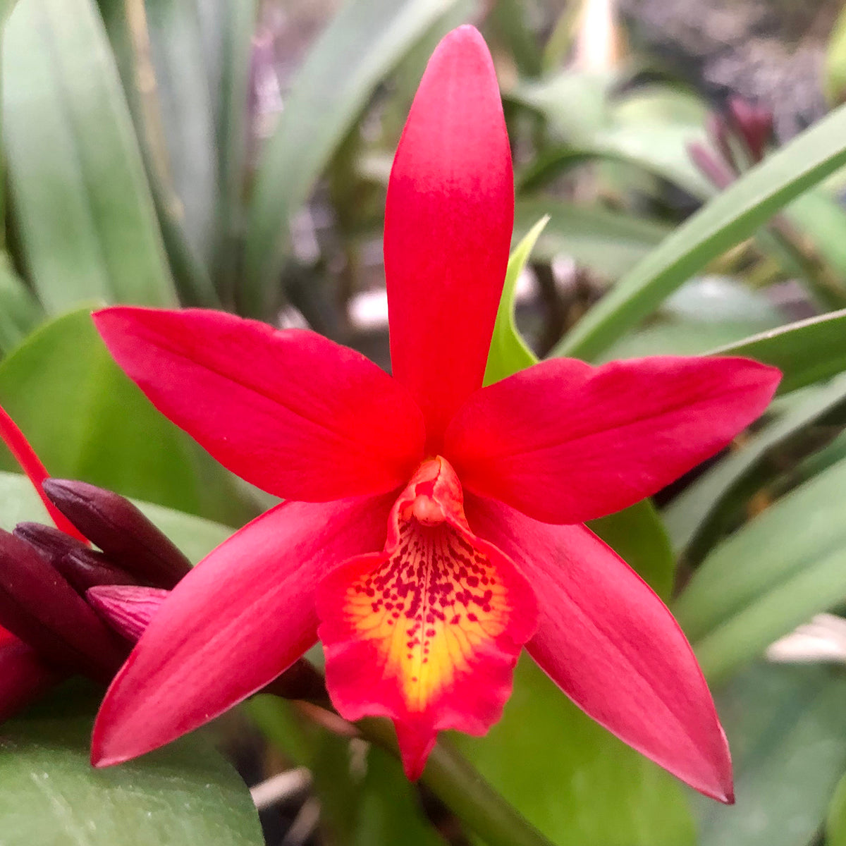 potted plants valentine's day Lc. Orchid Rojo ‘Valentine’s Day’ for Sale – Logee's Plants