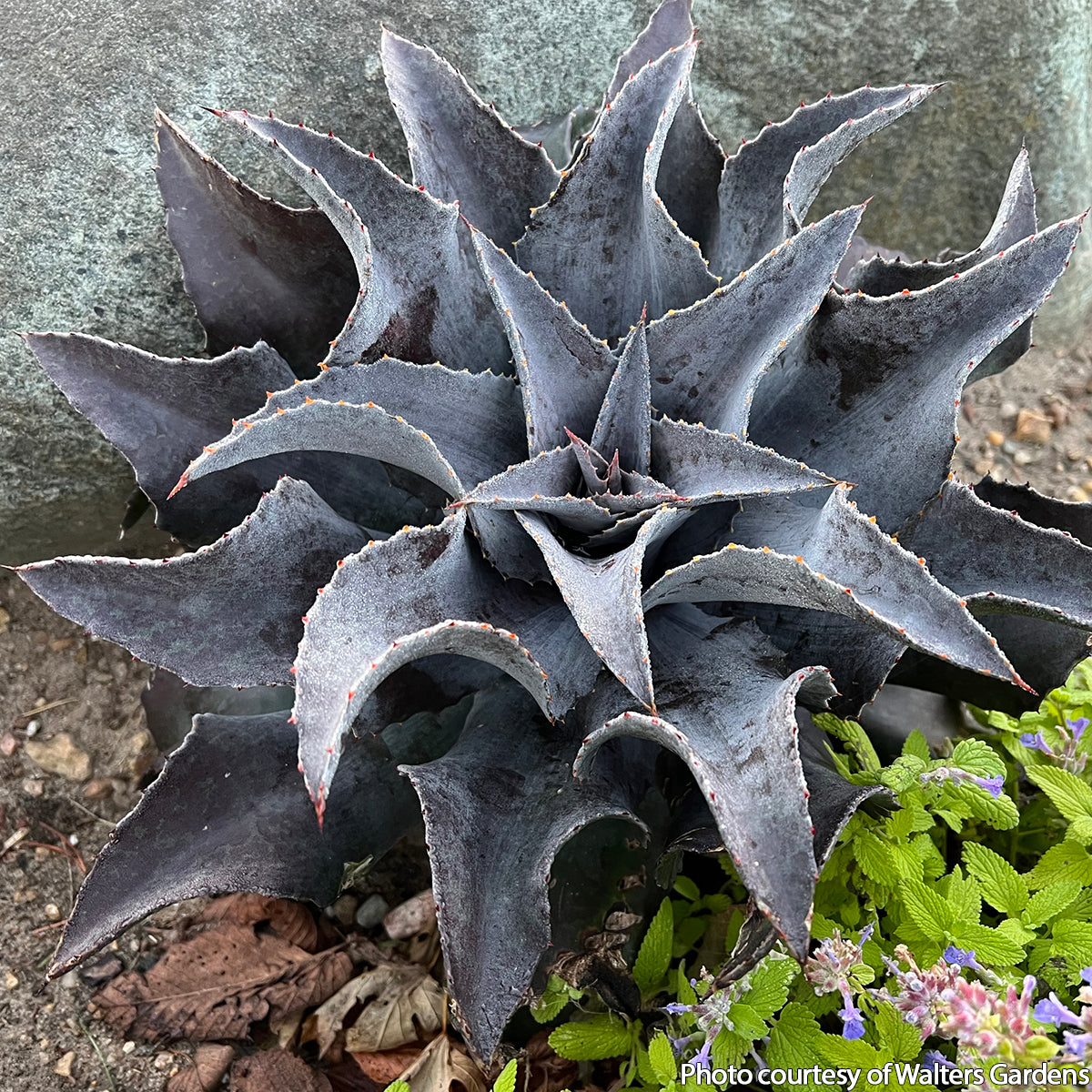 マンガベ ナイトオウル Mangave 'Night Owl' PP For Sale – Logee's Plants