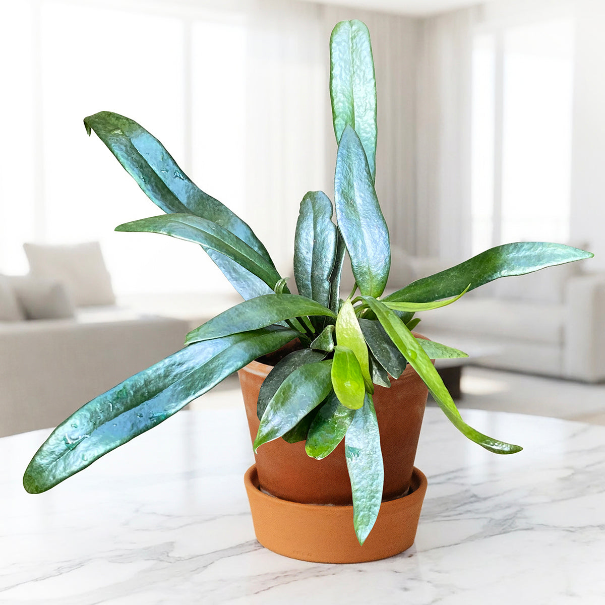 Blue Oil Fern For Sale