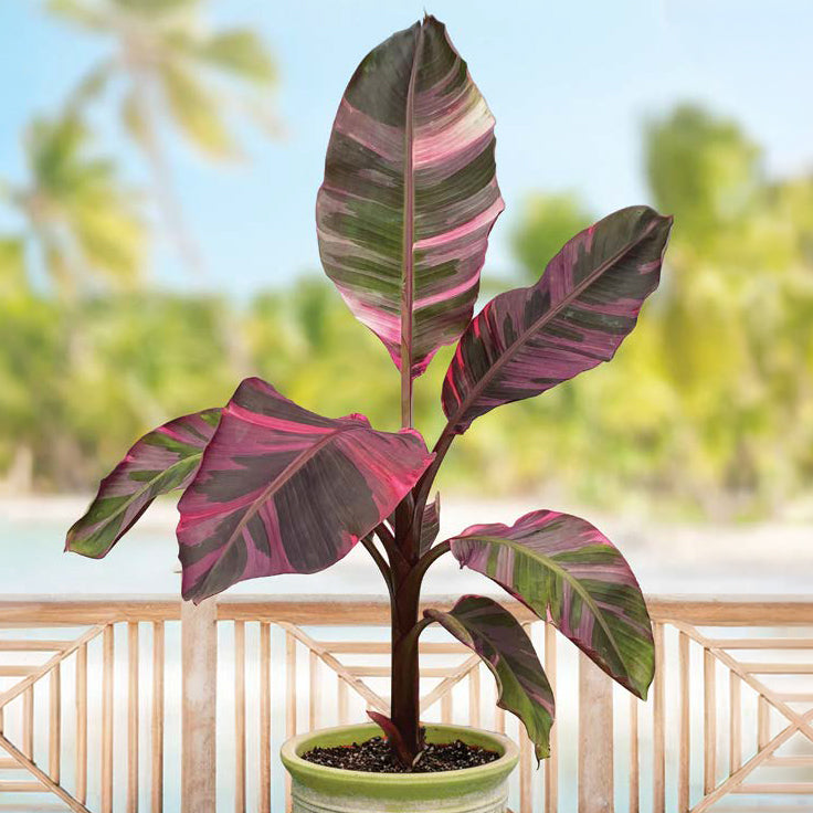 MN1 ムサノノ ピンクバナナ苗 Musa Nono Pink 斑入り Pink Variegated Banana Plant 'NoNo' (Musa hybrid) – Logee's Plants