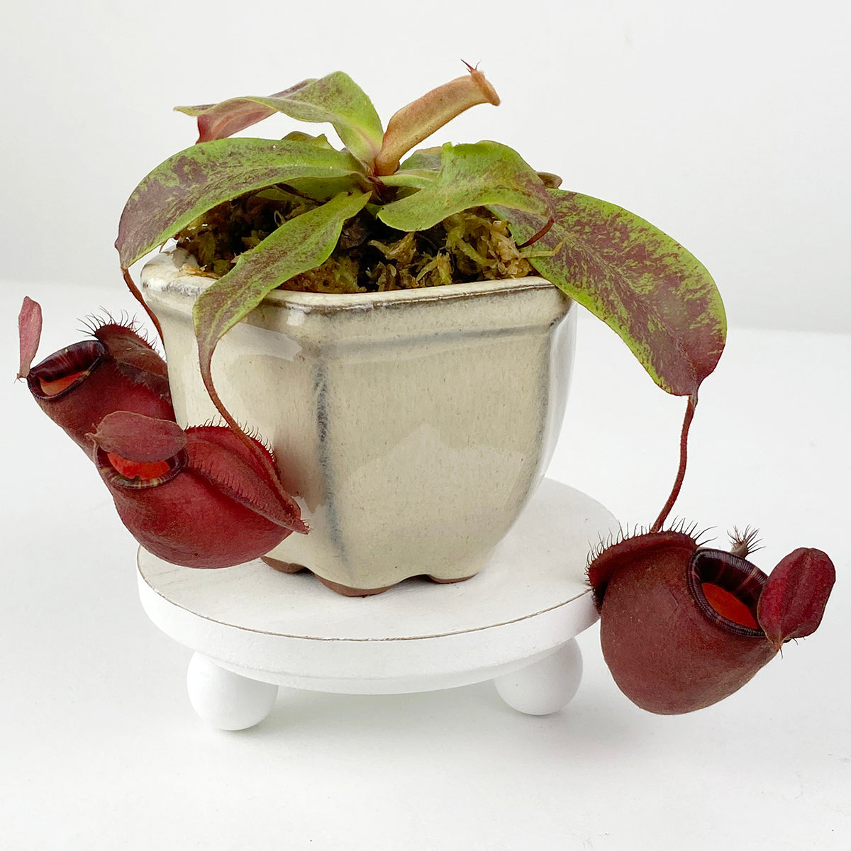 Tropical Pitcher Plant āBlack Miracleā (Nepenthes ampullaria hybrid)