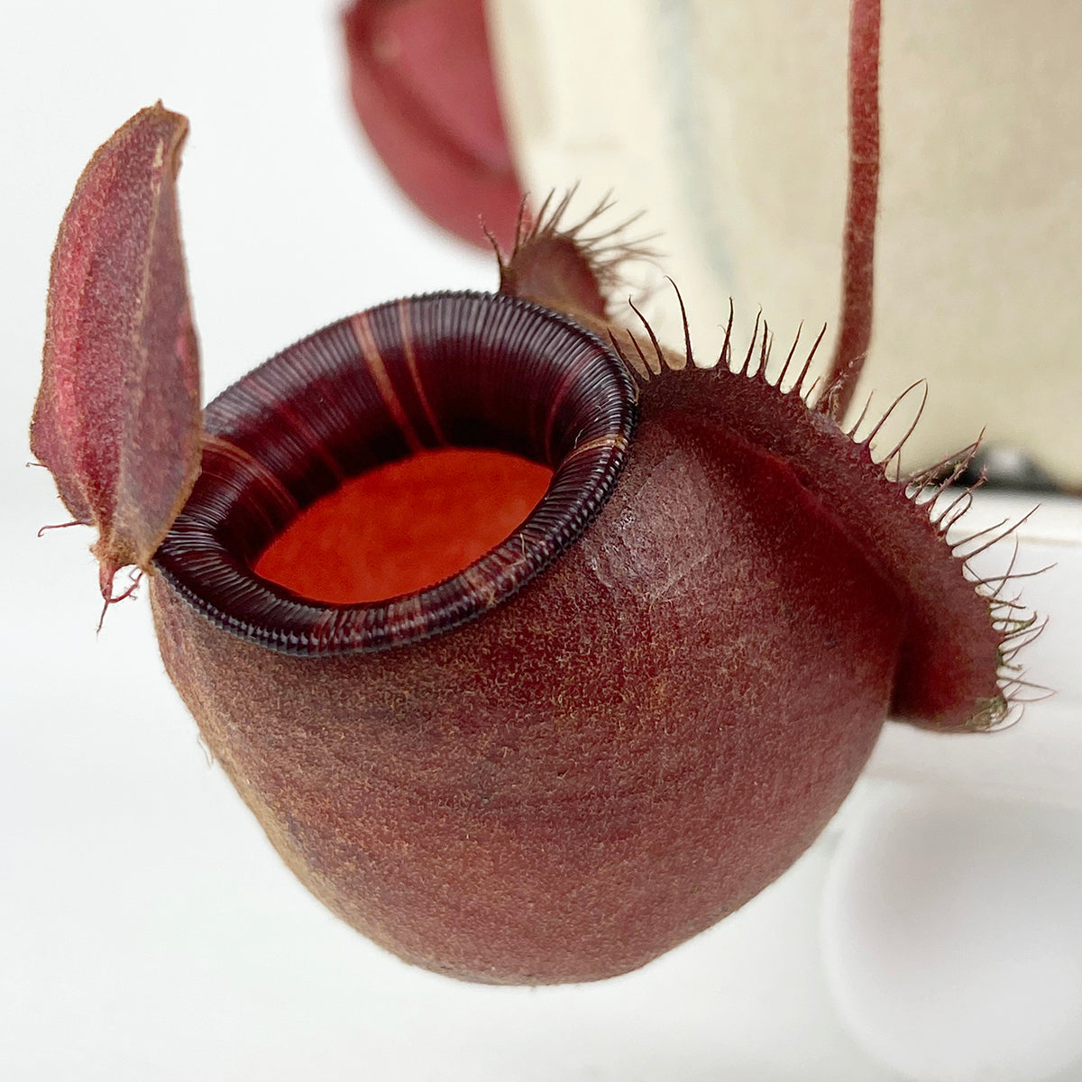 Tropical Pitcher Plant āBlack Miracleā (Nepenthes ampullaria hybrid)