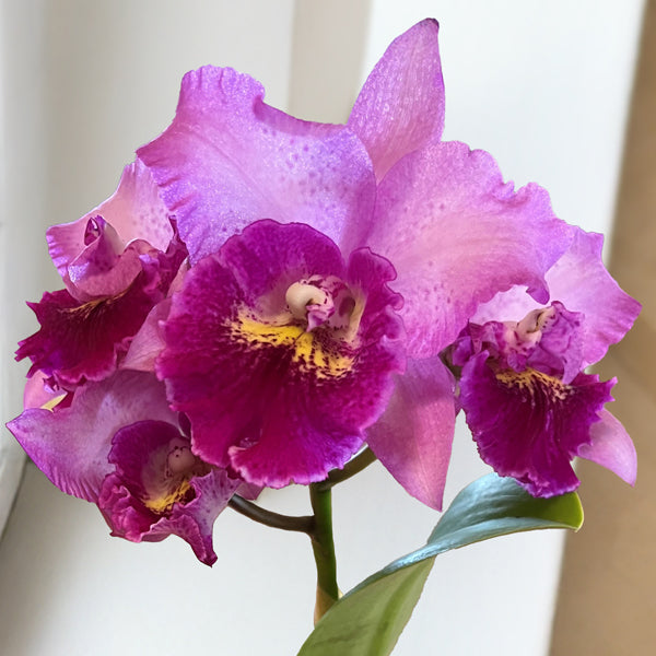 Chz. Orchid Hsinying Pink Doll For Sale – Logee's Plants