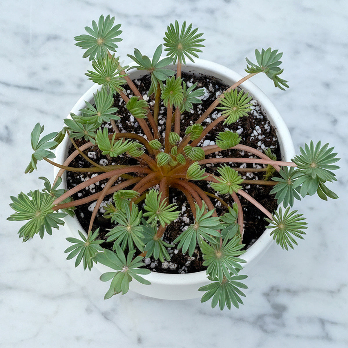 Palm-leaf False Shamrock Plant for Sale  Logee's Plants