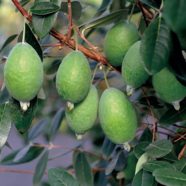 New Zealand Pineapple Guava Kakariki™ PP for Sale – Logee's Plants