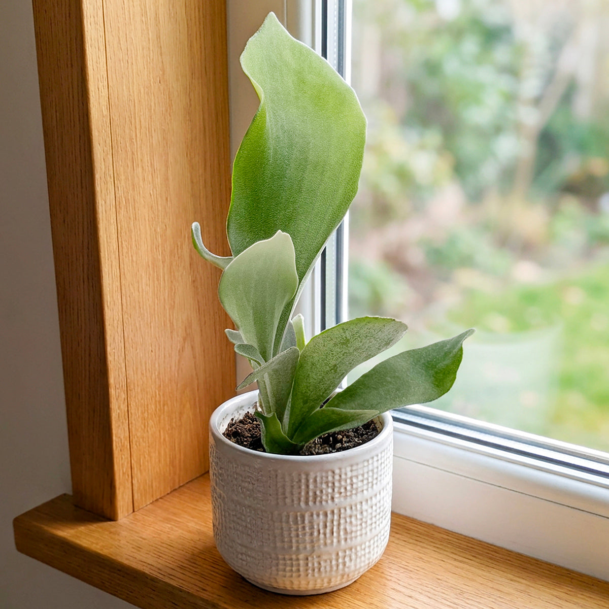 ビカクシダ Platycerium bifurcatum 'Netherlands' Platycerium bifurcatum 'Netherlands' For Sale – Logee's Plants
