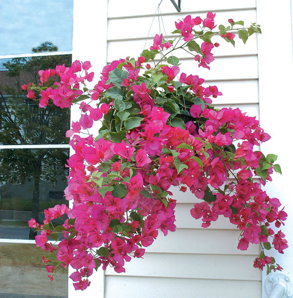 Bougainvillea ‘Barbara Karst’ For Sale – Logee's Plants
