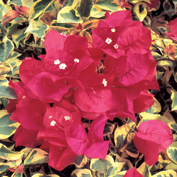 Bougainvillea 'Raspberry Ice' (Bougainvillea hybrid)
