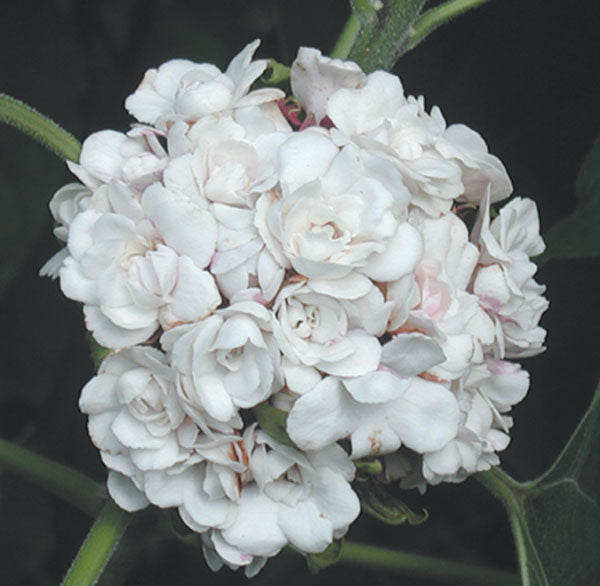 Cashmere Bouquet (Clerodendrum philippinum)