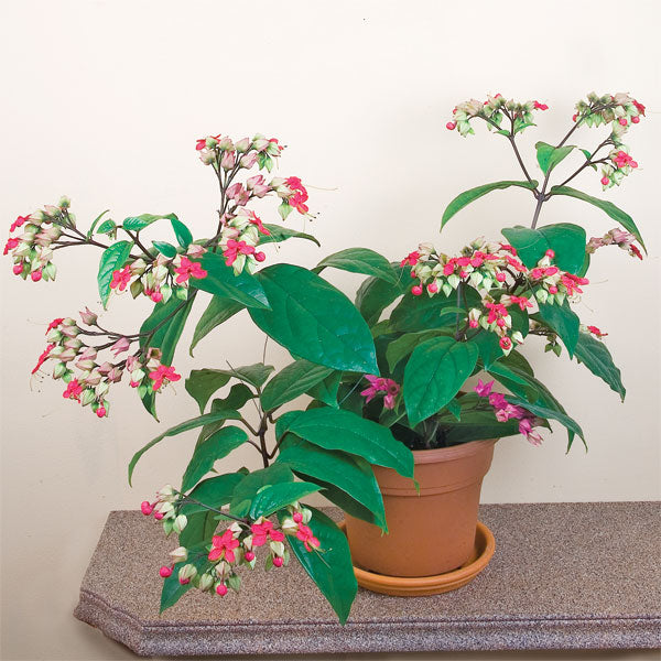 red stem indoor plant Bleeding Heart Vine For Sale – Logee's Plants