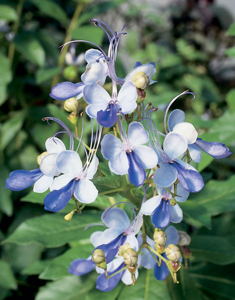 butterfly bush succulent Rare Blue Wings Butterfly Plant - Clerodendrum ugandense - Indoors/Out