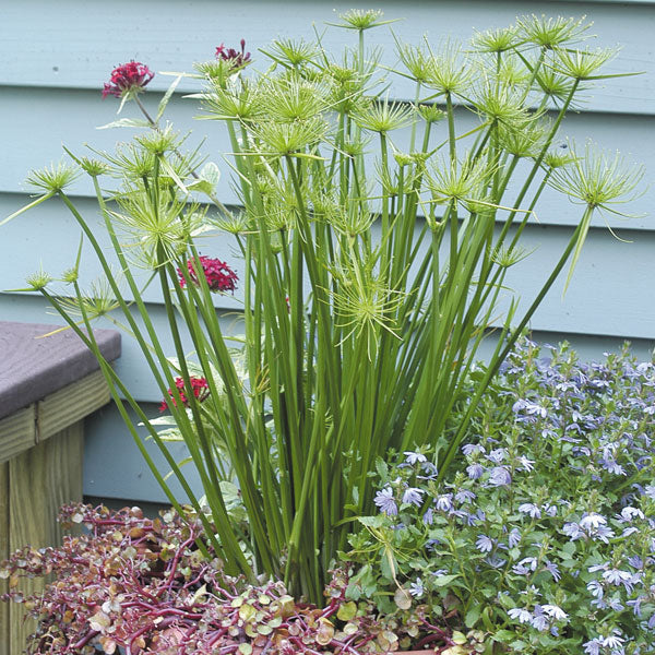 Dwarf Papyrus (Cyperus isocladus)