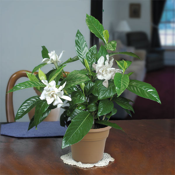 Gardenia ‘Belmont’ (Gardenia jasminoides)