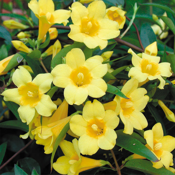 Carolina Jasmine (Gelsemium sempervirens)