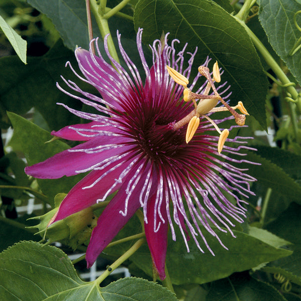 Passion Flower ‘Crimson Tears’ (Passiflora hybrid)