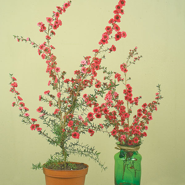 new zealand indoor plants New Zealand Tea Tree ‘Ruby Glow’ For Sale – Logee's Plants