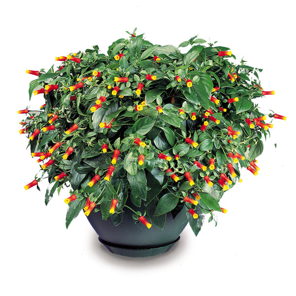 red vine indoor plant Firecracker Vine For Sale – Logee's Plants