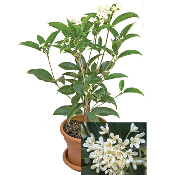 Sweet Olive (Osmanthus fragrans)