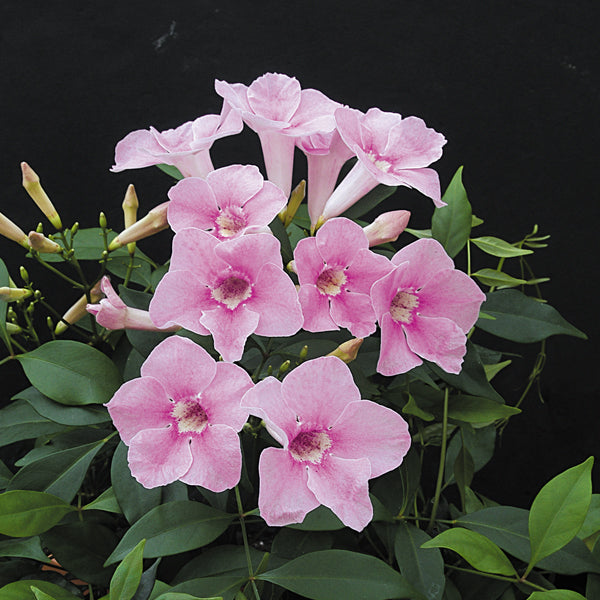 Bower Vine (Pandorea jasminoides)