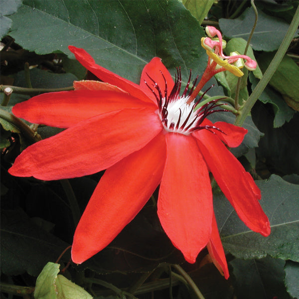 Passion Flower ‘Maui’ (Passiflora coccinea)