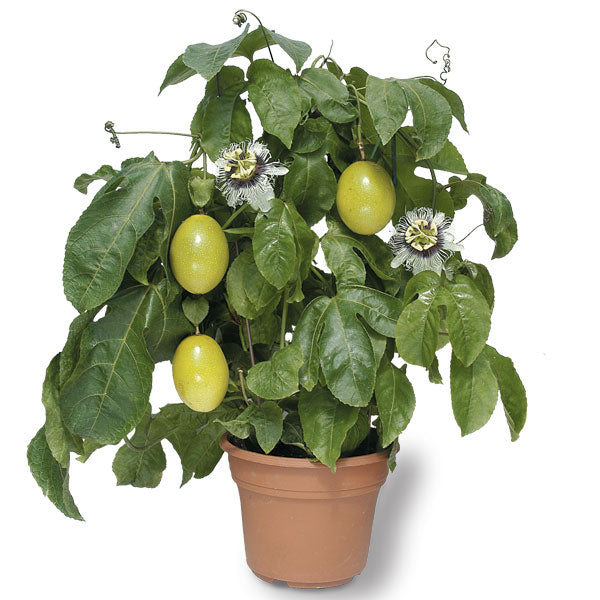 planting passion fruit in pots Passion Flower ‘McCain’ For Sale – Logee's Plants