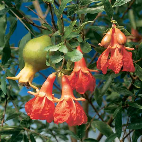 pomegranate house plant Dwarf Pomegranate Plant For Sale – Logee's Plants