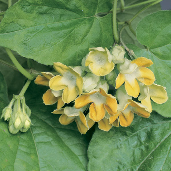 Chinese Violet (Telosma cordata)