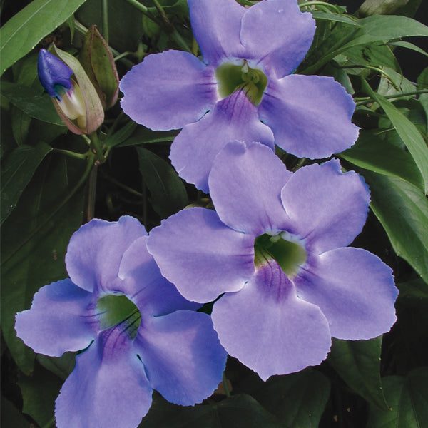 skyflower phylum hanging plant Skyflower For Sale – Logee's Plants