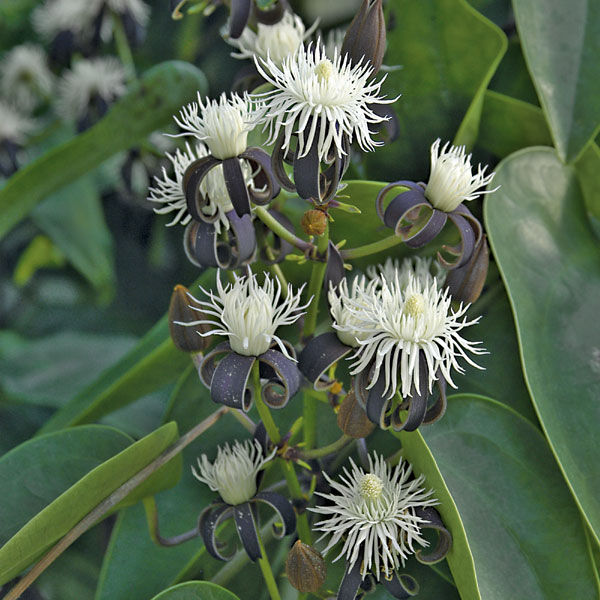 Tropical Clematis (Clematis smilacifolia)