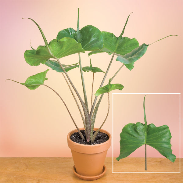 Elephant Ear ‘Stingray’ (Alocasia hybrid)