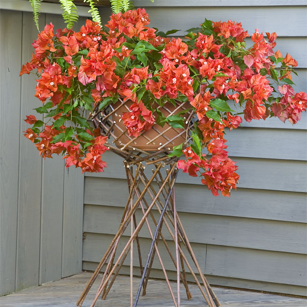 bougainvillea live plant red live plants indoor/outdoor Bougainvillea 'Firecracker Red' For Sale – Logee's Plants