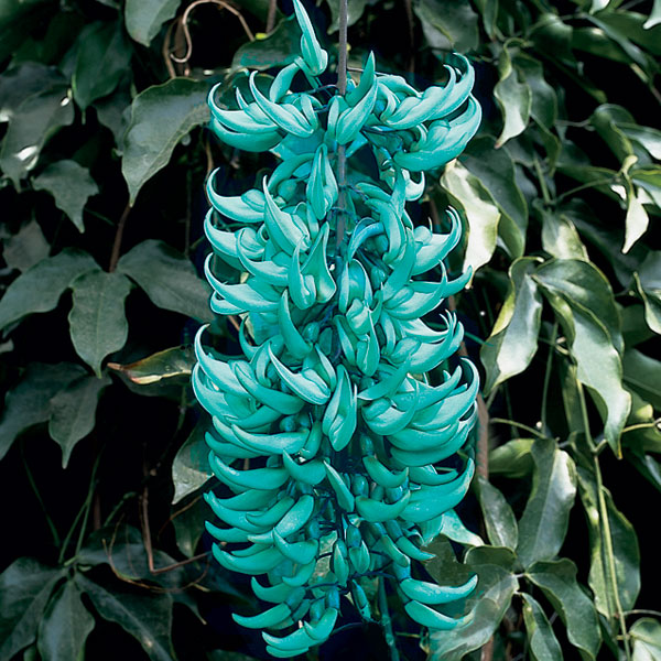 turquoise jade vine plant for sale Jade vine (Strongylodon macrobotrys)