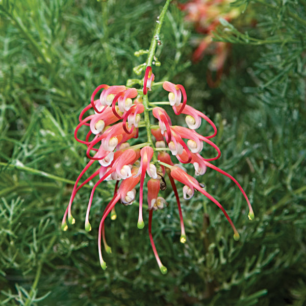 Spider-Net Grevillea (Grevillea thelemanniana) (Copy)