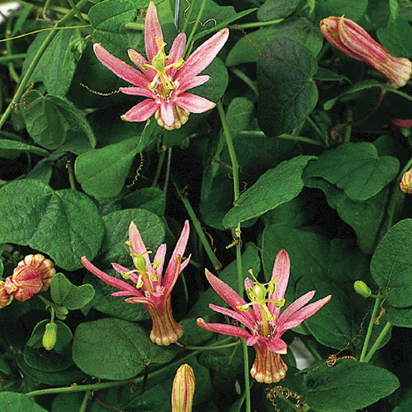 plant with hanging pink flowers Miniature Pink Passion Flower For Sale – Logee's Plants