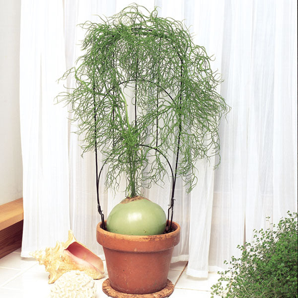 house plant that looks like an onion Climbing Onion For Sale – Logee's Plants