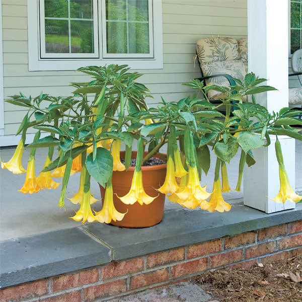 angel trumpet house plant Yellow Angels Trumpet Plant