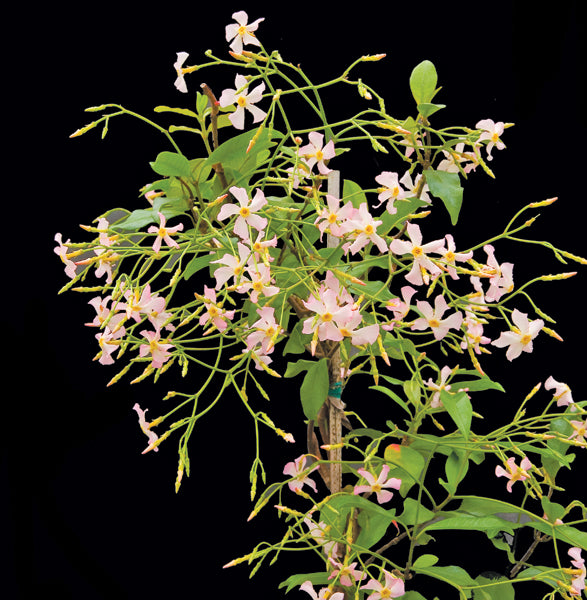 Star Jasmine ‘Pink Showers’ (Trachelospermum jasminoides)
