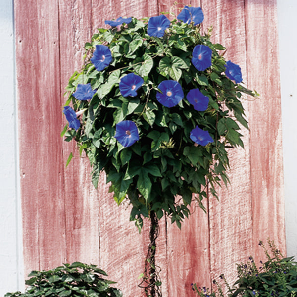 hanging plant with blue flowers Blue Dawn Flower For Sale – Logee's Plants